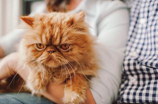 A woman holds an orange cat