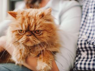 A woman holds an orange cat