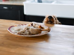 dog counter surfing