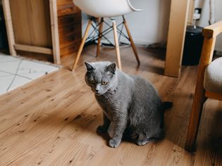 Cat in apartment