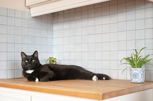Black cat laying on kitchen counter top
