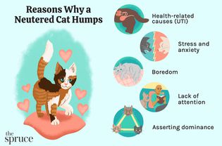 Reasons Why a Neutered Cat Humps