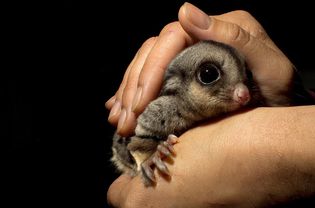 Sugar glider being cared for in wildlife shelter in Victoria, Australia