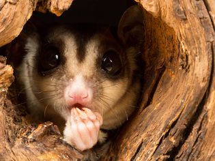 Sugar glider