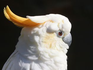 Sumba Citron Crested Cockatoo