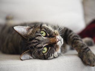 gray tabby cat lays on white sofa and looks at camera