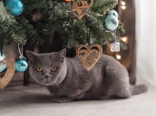 Tabby cat plays at the Christmas tree, Christmas holidays