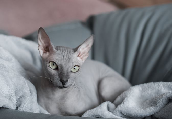 Grey hairless cat lounging comfortably on a couch, relaxing with a serene expression.