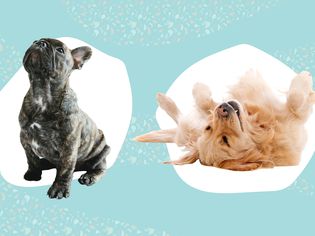 Collage of two dogs on a colorful background