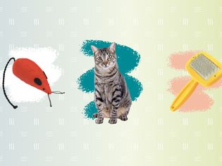 Composite of cat toy, cat and wire brush on gradient background