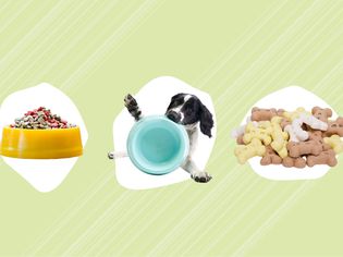 Dog food and treats from best dog food delivery services collaged with dog chewing on bowl against green background