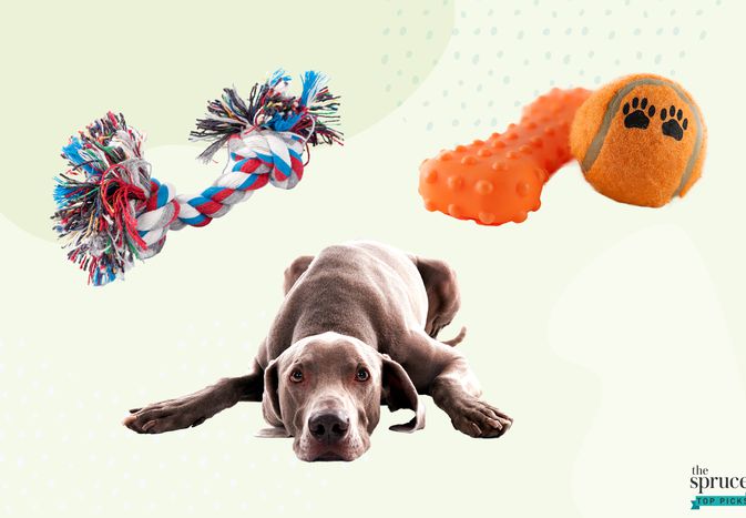 Collage of dog toys and a dog on a green background