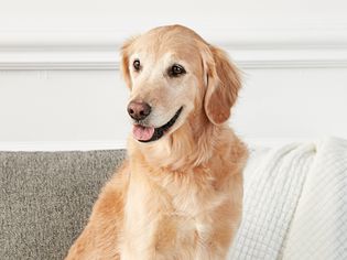golden retriever on a sofa