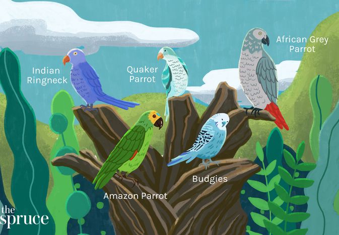 Talking Bird Species
