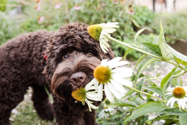 Brown puppy eating white coneflowers in garden