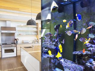 Tropical fish swimming in aquarium outside kitchen
