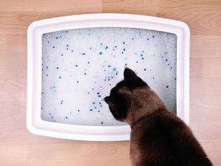 Kitten constipation leads to empty litter boxes