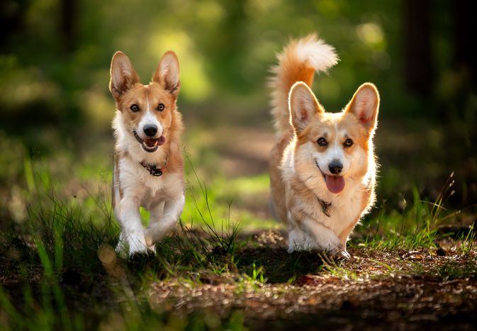 Two Pembroke Welsh corgis walking in the woods