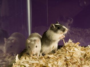 Two Gerbils in Aquarium