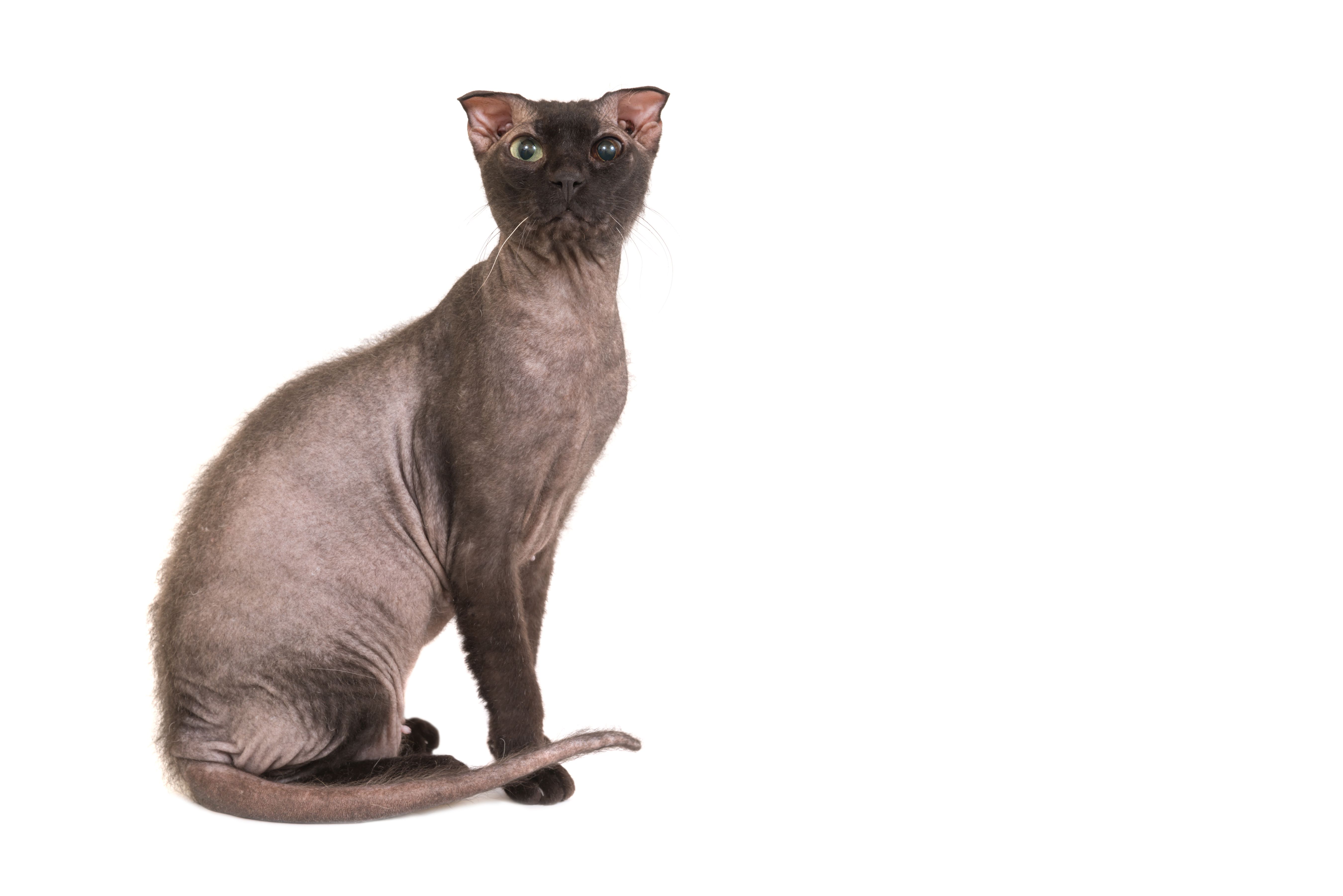 ukrainian levkoy cat breed sits on hind legs before white background