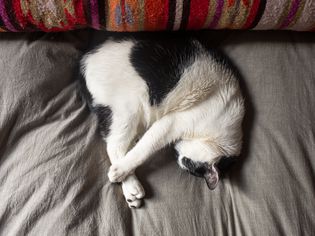 a cat curled up in prime sleeping position
