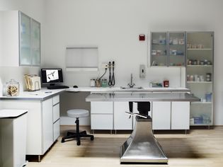 Veterinarian examination room, digital xray on monitor screen