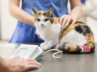 Veterinarian examining cat in vet's surgery