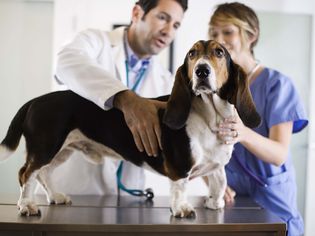 Veterinarians with a dog