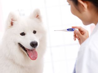 normal temperature in dogs and how to take your dog's temapature