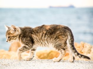 Walking cat