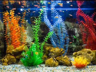 Wall mounted aquarium with tropical fish