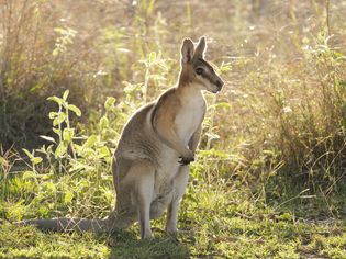 Wallaby in a field