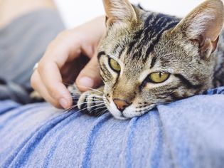 Cat lying on owner