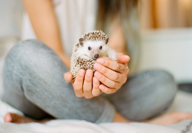woman holding a hedgehog in her hands, an exotic pet