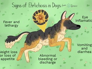 signs of ehrlichiosis in dogs