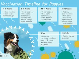 Vaccination Timeline for Puppies