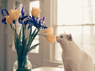 White cat smelling a bouquet of flowers