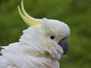 White cockatoo