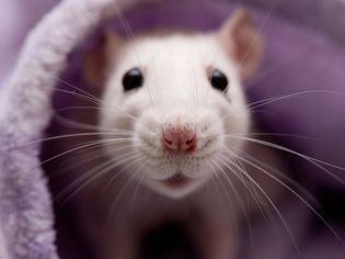 Pet white rat