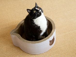 Black and white cat sitting in bed while staring up 