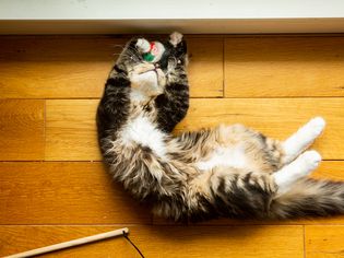 Black, tan and white cat playing with a yarn ball on its back