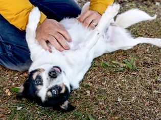 white dog laying on back while getting belly rub