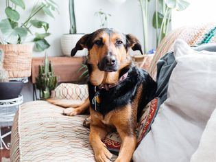 Brown and black dog sitting and staring on couch