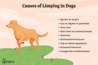 Causes of Limping in Dogs