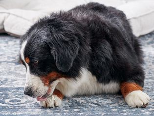 Bernese Mountain Dog licking his paws