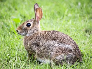 Rabbit in the wild