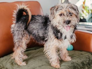 Brown and black wirehaired dog standing on seat