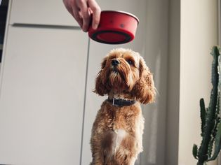 dog food for kidney disease
