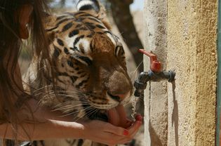 Woman feeding water to a tiger