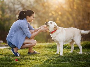 Woman playing with a Labrador dog.